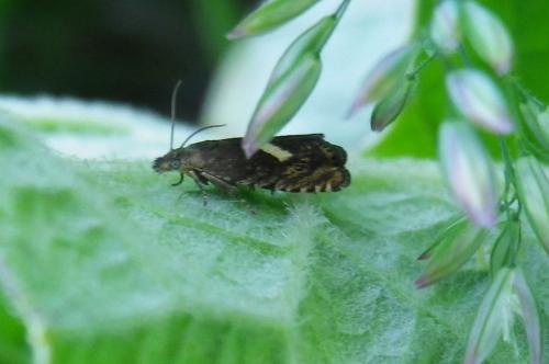 Réf. 258 857 : Dichrorampha petiverella
